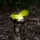 Garden of Eden 11752 Leszúrható szolár lámpa - méhecske - 8 x 7,5 x 14,5 cm - Fehér LED